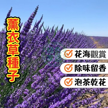 💜薰衣草種子💜 英國真薰衣草 香草盆栽 助眠舒壓 可做花茶 室內陽台皆宜 新手挑戰 開花持久 台灣現貨