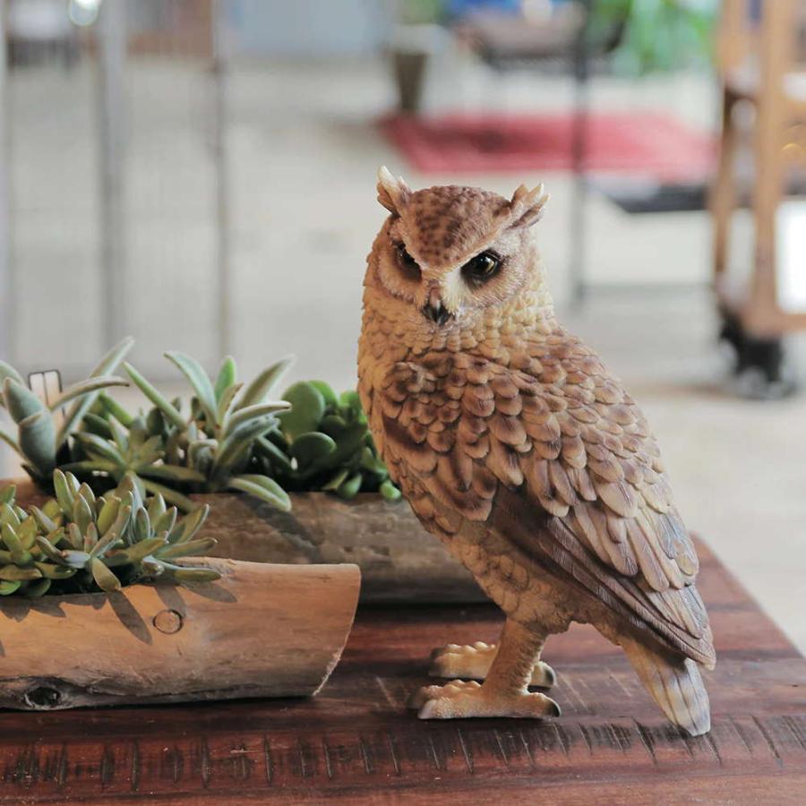 ペットバンク トラフズク PET BANK LONGEARED OWL