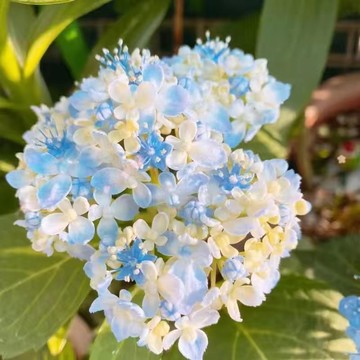 台灣現貨現發 繡球花  四季開花 易養活 七彩繡球花種子  數量少 限時下殺