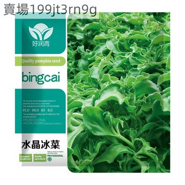 🥬【水晶冰菜種子】🥬現貨約1000粒 多次采收 四季農家庭院盆栽田園蔬菜種子 非洲冰草菜種籽 可越冬高產蔬菜Seed