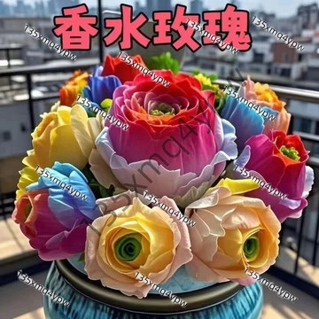 台灣現貨  香水玫瑰多肉（500粒）新品優雅香水玫瑰 山地多肉種子 四季群生山地玫瑰多肉室內陽台辦公室桌面防輻射花卉種子