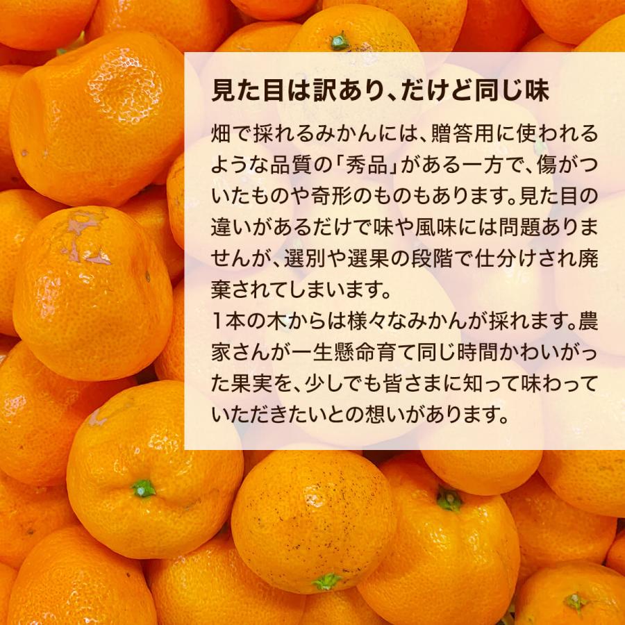 みかん 山から直送 箱込 10kg 内容量 9.2kg 鮮度優先ごろごろ規格 和歌山県産 産地直送 家庭用