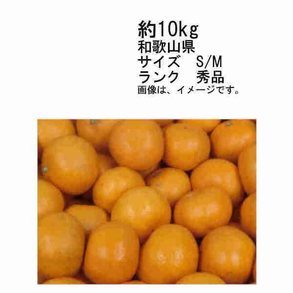 送料無料 有田産 田村みかん 和歌山県 約10kg サイズ S 赤秀品