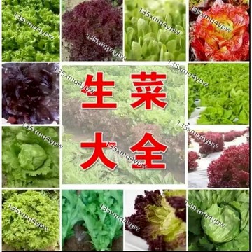台灣現貨 生菜種子大全（500粒）四季意大利生菜玻璃生菜花葉苦菊結球羅馬生菜大速生菜四季奶油生菜紫葉生菜菜園陽臺蔬菜種子