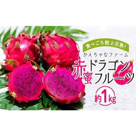 ふるさと納税 2024年発送 奄美大島産 食べごろ樹上完熟『赤蜜ドラゴン