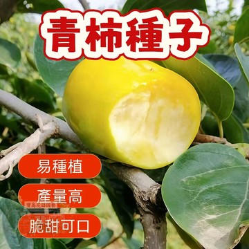 🔥（青柿柿子種子） 當季新籽 發芽率高 新手易種植 營養豐富 脆甜可口 長勢較快 陽台庭院盆栽#超優惠