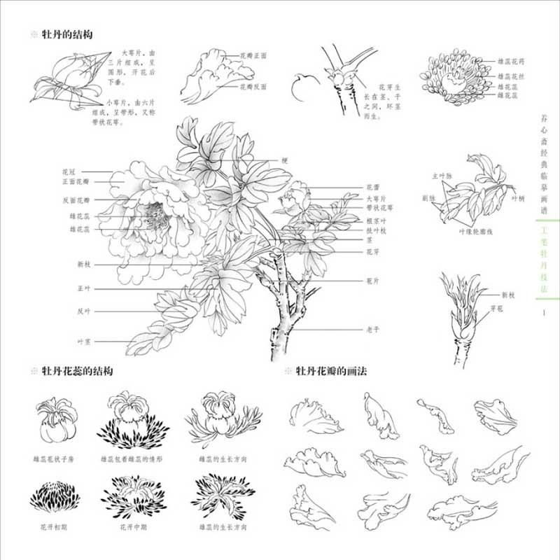 工筆牡丹技法　新編養心斎模写画譜　彩墨画技法書　中国語絵画書籍　 新#32534;#20859;心#25995;描#25721;画#35889;-工#31508;牡