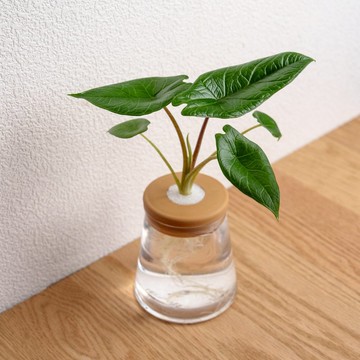 甲骨文觀音蓮 三角水耕盆栽 室內植物 觀葉植物 禮物 水培