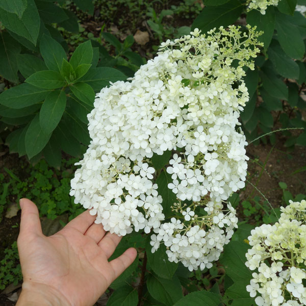 花木 庭木の苗 ノリウツギ リトルホイップ6号鉢植え