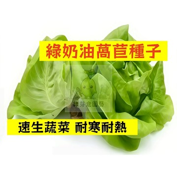 🌱【現貨-隔日到店】綠奶油萵苣種子WJ-8 速生蔬菜 耐熱耐寒 家庭青菜 早熟品種 生菜 大陸妹菜 田園庭院盆栽蔬菜種子