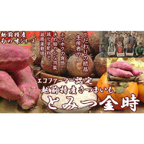 さつまいも 福井県産 サツマイモ とみつ金時 ５ｋｇ さつま芋 薩摩芋