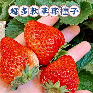 現貨草莓種子（250粒）盆栽草莓種子 黃心草莓 爬藤草莓  紅顏草莓 奶油草莓 可食用四季開花結果 新手易種盆栽地栽水果