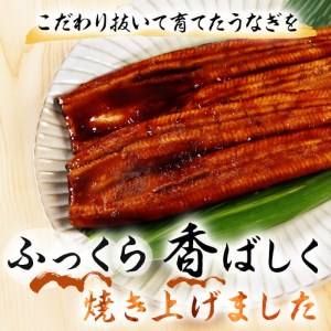 鹿児島県産 伊崎田のうなぎ蒲焼 大＜170g以上＞× 5尾(計850g以上) c2-001