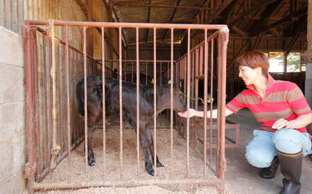 黒毛和牛 ヒレ・ シャトーブリアン ステーキ 約150g×5枚 合計 約750g 牛肉 牛