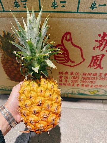 ??香甜濃郁 高甜度 櫻桃鳳梨｜台灣夏季水果