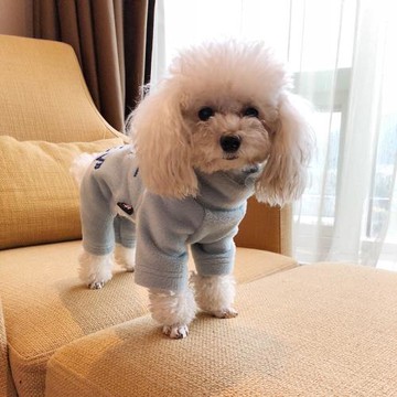 EBAERR高領舒服毛絨繡花胖狗泰迪