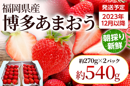 農家直送 朝採り新鮮いちご [(約270g)×2パック]＜2023年12月以降順次出荷予定＞