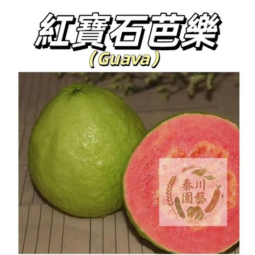 嘉義現貨（紅寶石芭樂種子BL-4）甜度高、帶點微酸、有淡淡香氣，無澀感，口感順滑如冰淇淋~@水果種子芭樂種子