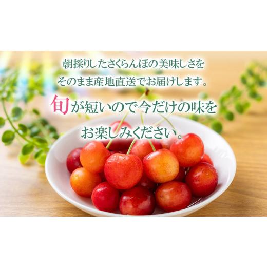 ふるさと納税 山形県 鶴岡市 さくらんぼ 佐藤錦 バラ詰め M〜Lサイズ混合 500g 庄内さくらんぼ園