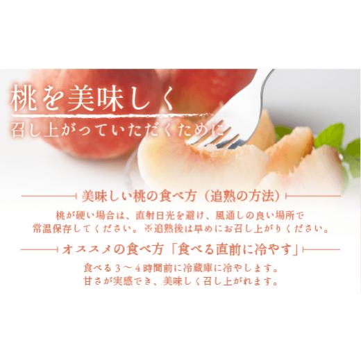 ふるさと納税 長野県 飯綱町 桃 5kg 訳あり 先行予約 2024年 秀品 《品種おまかせ「 白鳳 」「 あかつき 」「 なつっこ 」いずれか1品種》 光センサー選別品 …