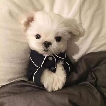 寵物秋冬狗狗家居睡衣幼犬比熊馬爾濟斯雪納瑞小香風貓咪泰迪衣服