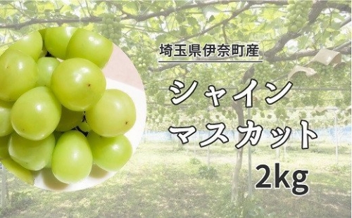 埼玉県伊奈町産シャインマスカット2kg ／山岸農園 ブドウ ぶどう 葡萄 果物 フルーツ 数量限定