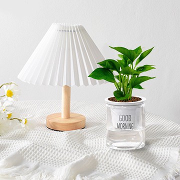 植栽 室內盆栽 黃金葛