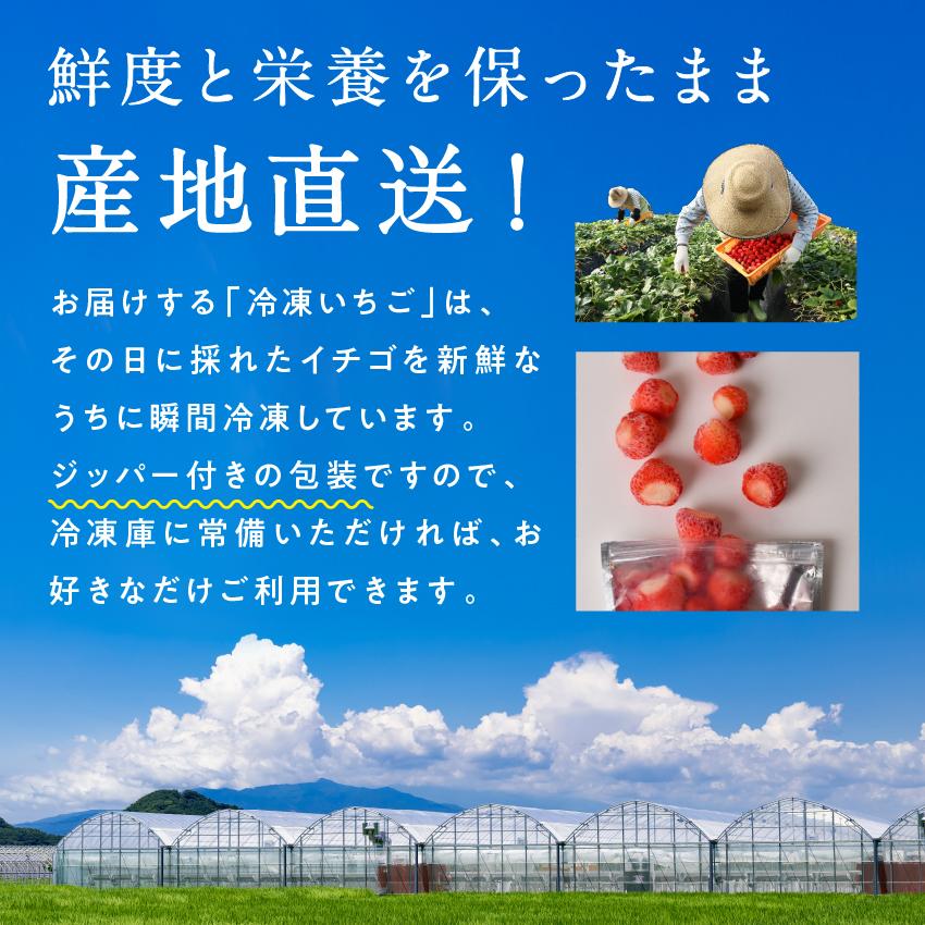 美いちご 1kg(500g×2袋) 冷凍 イチゴ 苺 有機栽培 国産 宮崎県産 フレッシュ スムージー スイーツ ギフト プレゼント 送料無料