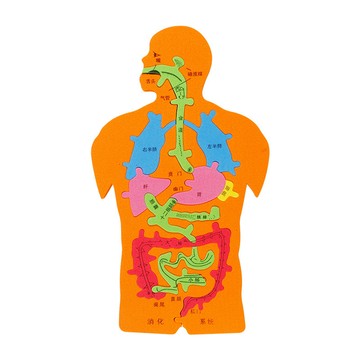 🌈DIY 兒童益智科教玩具 大號人體消化系統內臟拼圖人體消化圖