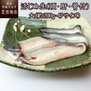 うなぎ 国産 活じめ 生 (頭・肝・骨付)  大(約200g・4Pサイズ)×2尾 （冷蔵） ウナギ 鰻