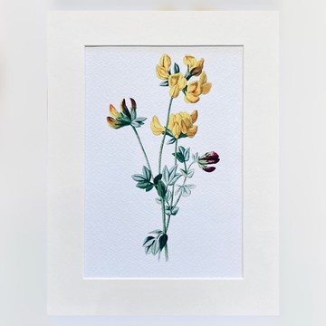 本店獨立印製 - 英國20th世紀初VINTAGE - 花卉精美插畫