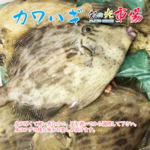 味の七変化！カワハギ 約1kg (3~5尾) かわはぎ 魚 味の七変化 千葉内湾産