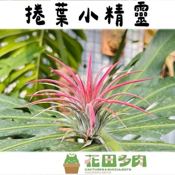 《花田多肉》🌵【捲葉小精靈】空氣鳳梨/多肉植物/小精靈/空鳳/懶人植物