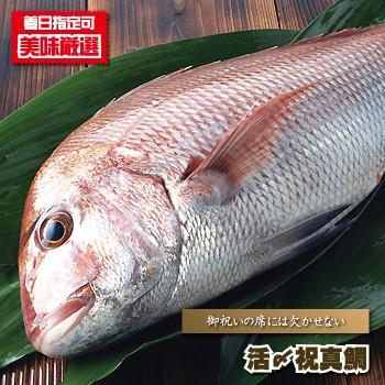 鯛 刺身用 活〆祝真鯛 1ｋｇ前後 たい タイ 塩焼き 姿焼き