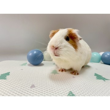 噗啾草坊🐹 噗啾愛用的墊子們～ 吸尿墊 隔尿墊 布墊 防滑透氣墊 現貨供應 天竺鼠 兔子 蜜袋鼯 刺蝟 等小寵適用