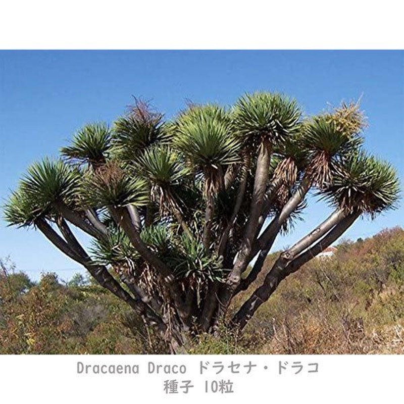 観葉植物 種子 種 Dracaena Dracoドラセナ ドラコ 長寿の木 竜血樹