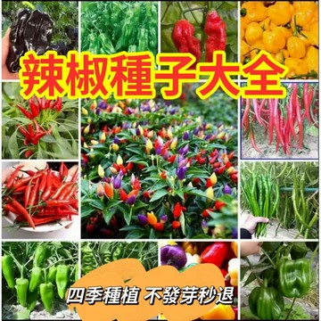 現貨 辣椒種子大全 （100粒）四季薄皮霸王椒種子 五彩辣椒 辣帝1號尖椒 四季陽台庭庭院盆栽 蔬菜種子 發芽率99%