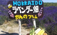 かんのファーム産 とうもろこし 食べ比べ 10本 セット(じゃがいも付) 北海道 上富良野町 とうもろこし トウモロコシ セット じゃがいも ジャガイモ 先行受付