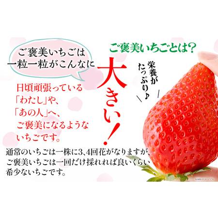 ふるさと納税 ごほうびいちご （約250g×4パック ） ＜2024年1月以降順次発送予定＞ いちご 苺 高品質 完熟 フルーツ 果物 お取り寄せ ご当.. 福岡県田川市