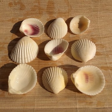 天然海螺貝殼椰子貝 水族魚缸造景裝飾  兒童繪畫手工DIY材料