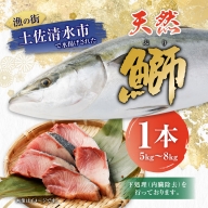 土佐清水産天然ぶり まるごと１本（5kg～8kg）下処理あり（内臓除去済）先行予約 鮮魚 ぶり大根 刺身 ぶりしゃぶ