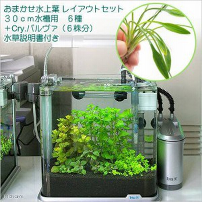 水草）おまかせ水上葉 レイアウトセット ３０ｃｍ水槽用 ６種＋Ｃｒｙ．パルヴァ（１ポット）（水草説明書付） 通販 LINEポイント最大10.0%GET  | LINEショッピング