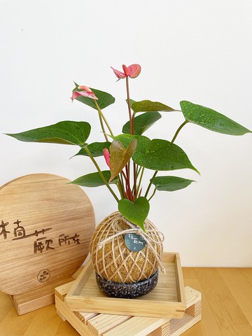 粉紅火鶴  水苔球植物 室內植物