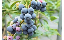 冷凍 ブルーベリー 3ｋｇ 旬 フルーツ 果物