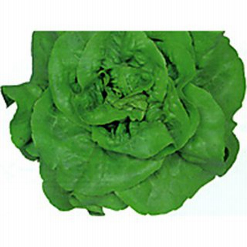 グリーンフィールド 野菜有機種子 パクチョイ (小袋) A162 香味、薬味野菜 サカタのタネ 実咲野菜3370 チンゲンサイ 00923370