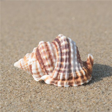 天然海螺貝殼扭旋螺 收藏級標本螺地中海家居櫥窗裝飾魚缸造景