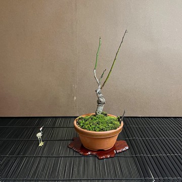 八重寒紅梅 ヤエカンコウ∣小品梅花盆栽 花芽多