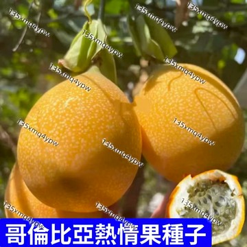現貨哥倫比亞熱情果種子（150粒）純甜 原生百香果種子當年掛果水果種子 爬藤植物種植 水果種植 年年掛果 高產盆栽水果
