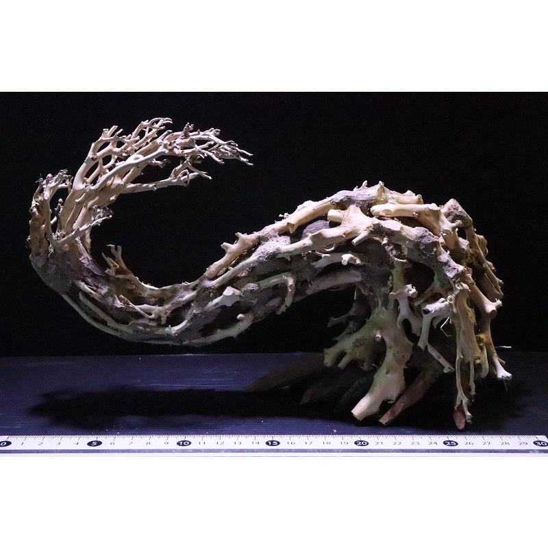 流木のオブジェ・リトルドラゴン