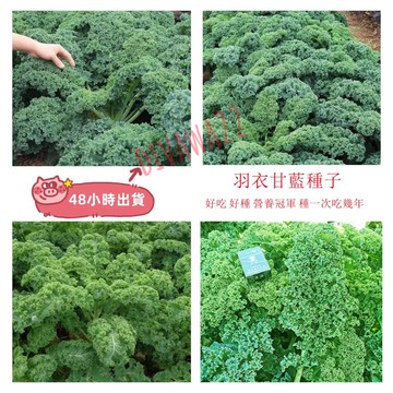 12h出貨 羽衣甘藍（100粒）羽衣甘藍 種子春天採收至冬天 菜籽 海甘藍 無頭甘藍 羽衣芥藍 健康蔬菜 空中花園藝世界